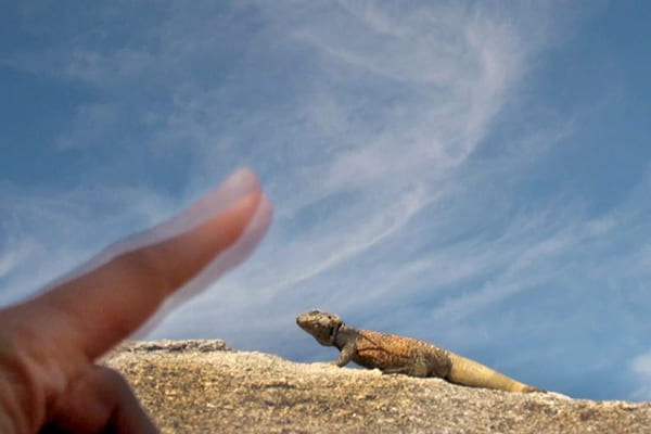 A human finger wags towards a lizard perched on a rock.