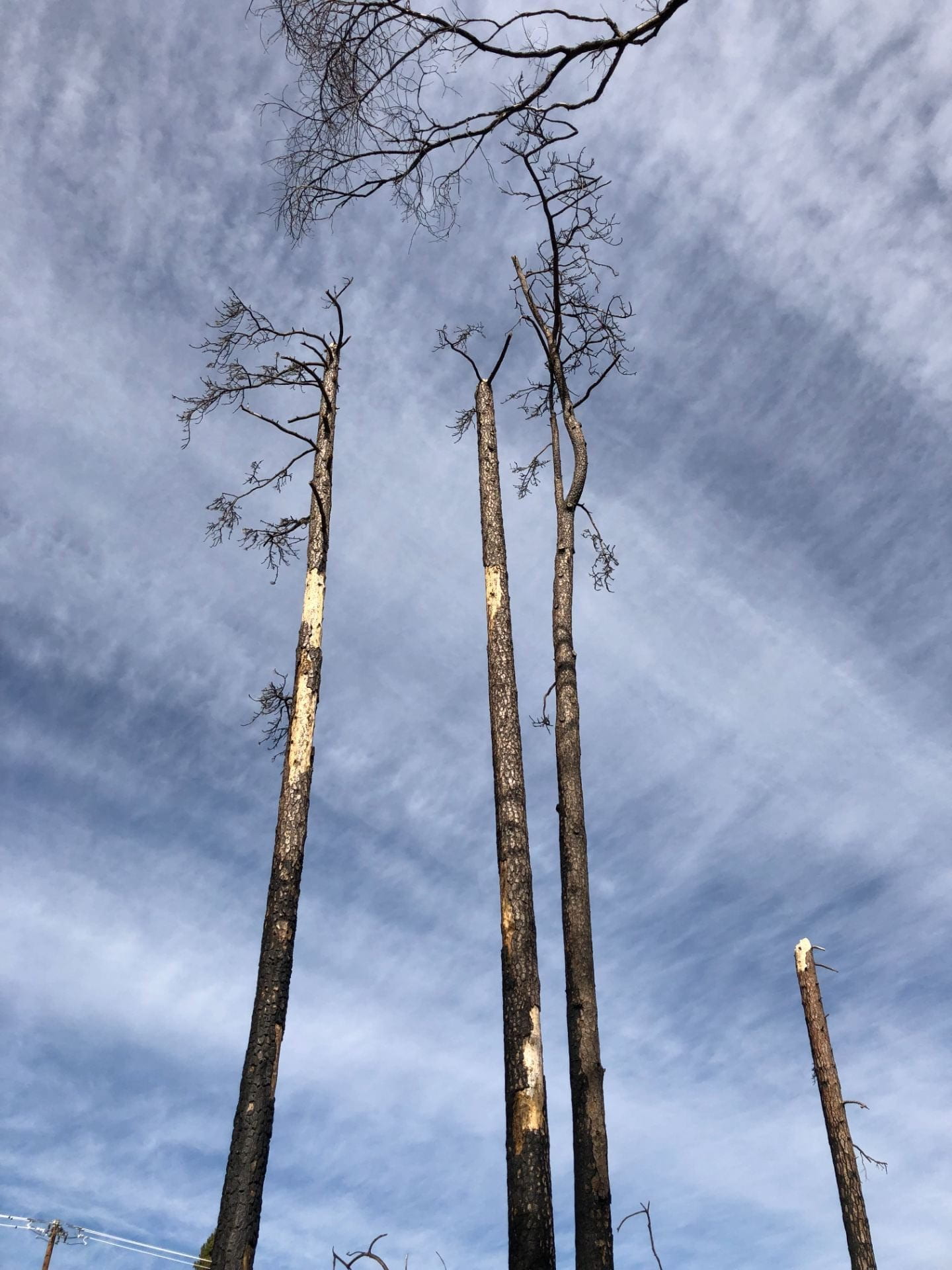 Burned trees are framed against cloudy blue sky